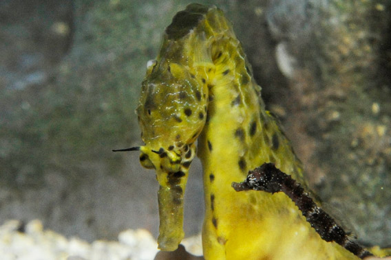 pot-bellied sea horse adult and its fry. Photo by: Julie Larsen Maher.