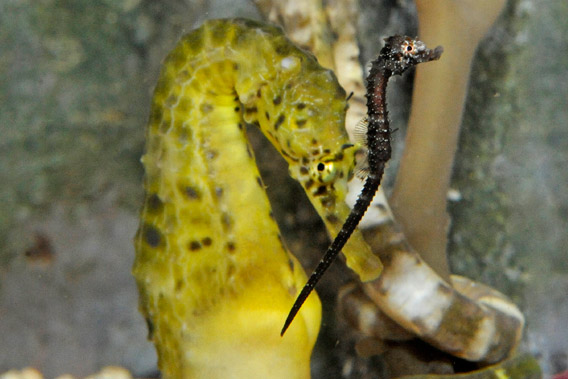 Pot-bellied seahorse: adult and baby. Babies, or fry, are brown black but turn yellow over time. Photo by: Julie Larsen Maher.