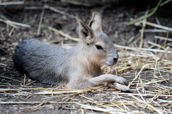 A two week old Patagonian mara makes his photographic appearance at the Wildlife Conservation Society’s (WCS) Central Park Zoo. Photo by: Julie Larsen Maher © WCS.