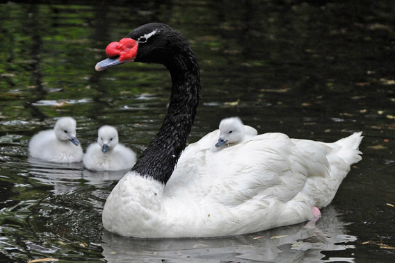 A male black necked swan with three babies. Photo by: Julie Larsen Maher © WCS.