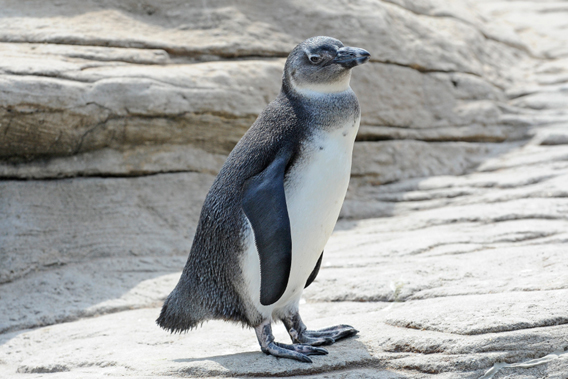 Adult African penguin. Photo by: Julie Larsen Maher.