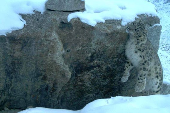 Snow leopard caught by camera trap in Afghanistan. Photo by: Wildlife Conservation Society.