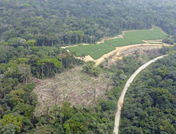 Aerial photographs of Talangaye oil palm nursery in Nguti subdivision of Herakles Farms planned oil palm plantation.  Photographs taken in February 2012. Photographer wishes to remain anonymous.