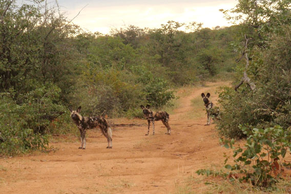 A male African wild dog (center) has been recorded traveling 250 miles across two countries. Photo by Wild At Tuli.