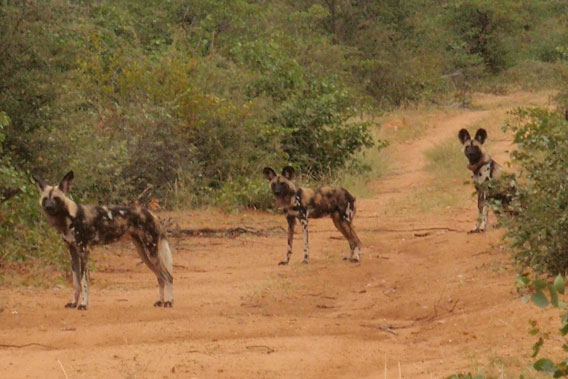 A closer look at the African wild dogs. Photo by Wild At Tuli.