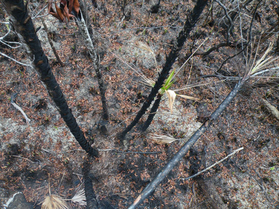 Bog vegetation after the oil fire in Sarstoon Temash National Park. Photo by: Robin Oisín Llewellyn.