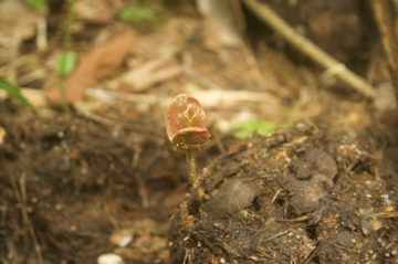  Seedling of Sandoricum koetjape, Taman Negara, Malaysia Photo by: Ahimsa Campos-Arceiz.  