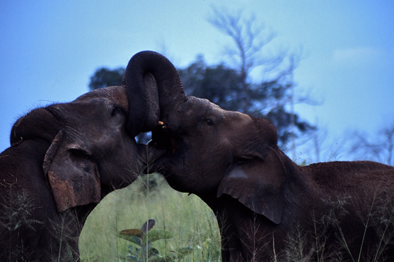 Two Asian elephant bulls playing in Udawalawe National Park, Sri Lanka. Photo by: Ahimsa Campos-Arceiz.