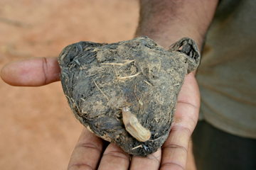  The seed of Borassus flabelifer, retrieved from elephant dung. Photo by: Ahimsa Campos-Arceiz. 
