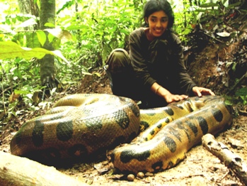 amazon forest anaconda
