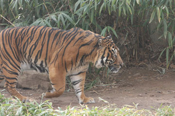 Captive Sumatran tiger. Photo by: Rhett A. Butler.