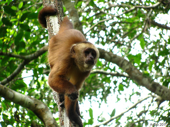 Marrom-prego (Cebus apella), observados em grupos de 6 a 18 indivíduos. Foto por: Arbio.