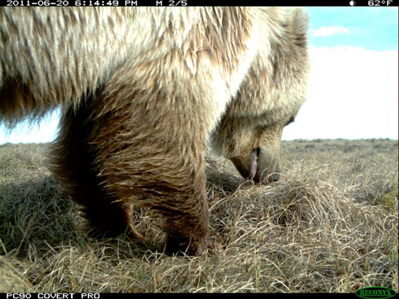 Grizzly bear sniffing around close to camera. Photo by: WCS.