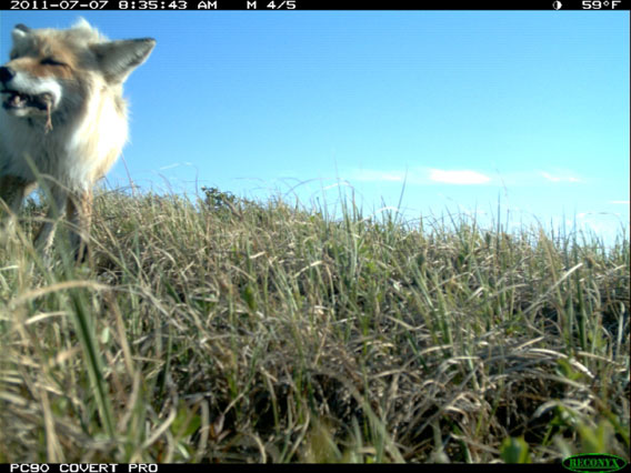 A red fox eating a Lapland longspur nestling. Photo by: WCS.