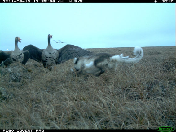  An Arctic fox charging a greater white-fronted goose nest defended by the adults, in the Prudhoe Bay oilfields. Photo by: WCS.