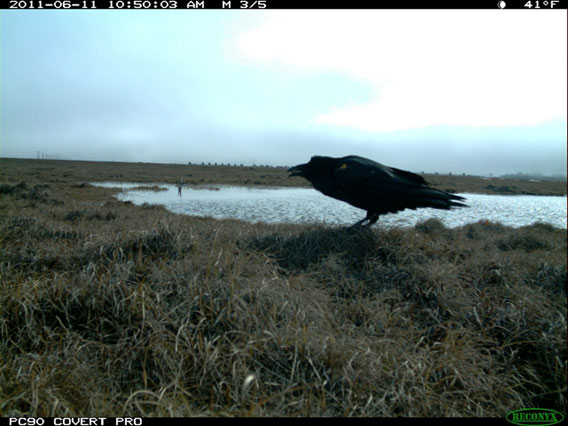  A common raven in the Prudhoe bay oil field caught by the camera trap removing an egg from a Lapland longspur nest. Photo by: WCS.