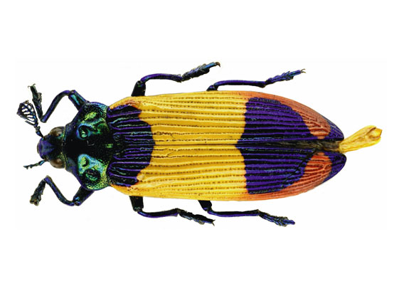  Jewel beetle named, Castiarina shelleybarkerim is only known by a single specimen from Aseki. Photo by: U.Nylander. 