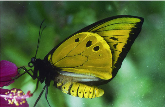 Male of a birdwing (iOrnithoptera chimaera/i in the highland forest of Aseki. Photo: M. Hudson.