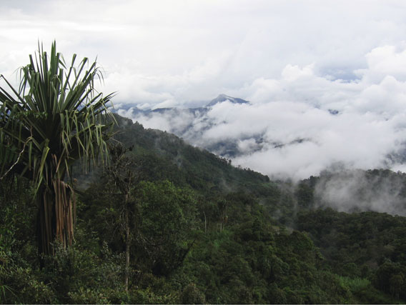 The mid-montane rainforest from a road in  Aseki Province. Photo by: M.Hudson.