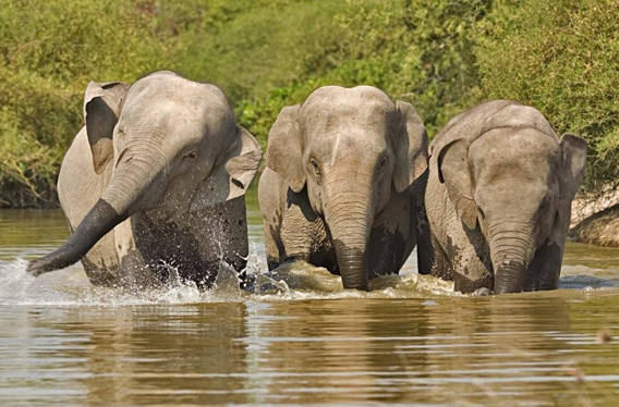  Asian elephants in Cambodia. Photo courtesy of Wildlife Alliance.