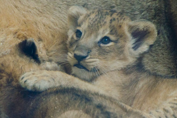 Seven-week-old Asiatic lion cubs at the Zoological Society of London (ZSL)'s London zoo. Photo courtesy of ZSL. .