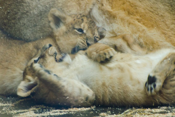Cubs playing. Photo courtesy of ZSL.