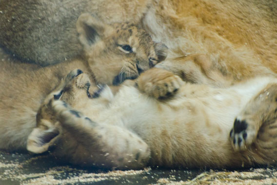 Cute animal picture of the day: endangered baby Asiatic lions