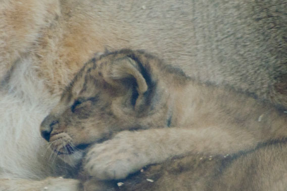 Cubs playing. Photo courtesy of ZSL.