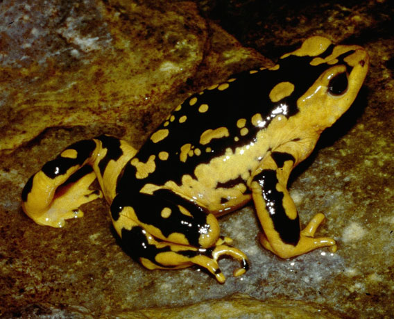 A drastic population decline, estimated to be more than 80% over the last ten years, has been inferred from the apparent disappearance of most of the population of Atelopus patazensis. Only two individuals of this species were located in extensive surveys in 2010. This decline in Atelopus patazensis might be due to chytridiomycosis and/or a combination of mining activities and the chytrid fungus. More research on this Critically Endangered species’ population status, natural history and threats are urgently needed to ensure that proper conservation measures can be put in place. Photo by: Alessandro Catenazzi