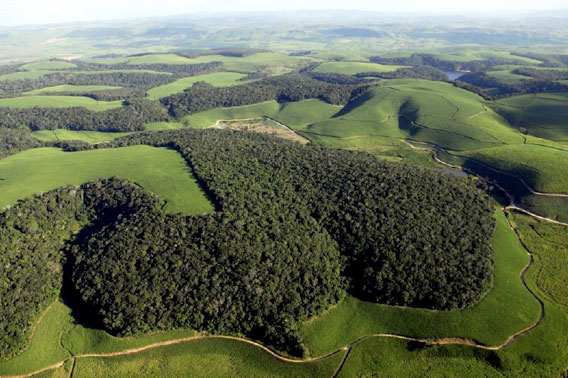  A typical scenario in the Atlantic Forest at the Northeastern Biodiversity Corridor, where forest remants are surrounded by sugarcane plantations. Most of the remaining forest fragments are, on average, smaller than 100 ha. Photo credit: Adriano Gambarini.