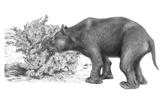 An extinct marsupial mega-herbivore, Diprotodon optatum. Drawing by Peter Murray. Image © Science/AAAS.