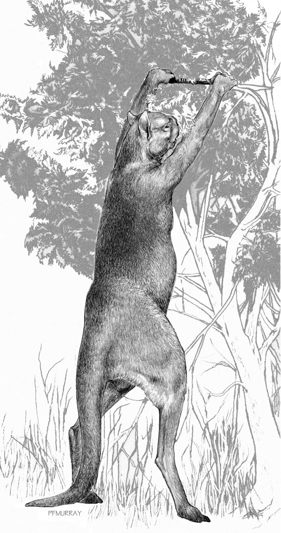 Sthenurus, an extinct browsing kangaroo. Drawing by Peter Murray. Image © Science/AAAS.