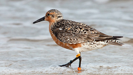 B95, the remarkable rufus red knot who has flown from the Earth to the moon in terms of distance. Photo by: Jan Van de Kam.