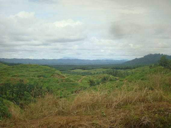 The oil palm plantations surrounding the west of Tabin Wildlife Reserve. Photo by: Penny Gardner.