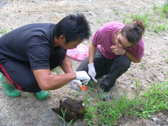 Gardner teaching field assistant to collect banteng dung samples. Photo by: Penny Gardner.