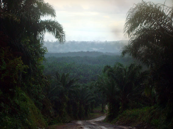 On the road to Tabin Wildlife Reserve through 26 kilometers of oil palm plantations. Tabin is in the far distance. Photo by: Penny Gardner.