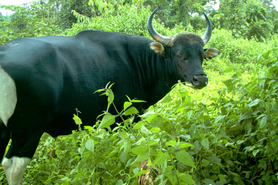 Banteng bull caught on camera trap in Malua BioBank. Photo by: Sabah Wildlife Department (SWD).