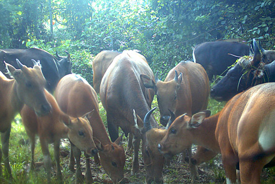 Camera trap photo: a large herd with young calves visiting the artificial salt lick in Malua Forest Reserve. Photo by: Sabah Wildlife Department (SWD).