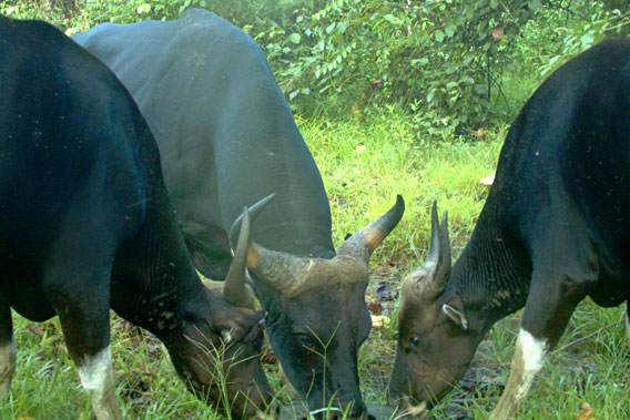 A dominant bull and two bullocks simultaneously feeding from the artificial salt lick in Malua Forest Reserve. Photo by: Sabah Wildlife Department (SWD).