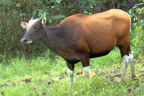 Female Bornean banteng caught on camera trap in Malua Forest Reserve. Photo by: Sabah Wildlife Department (SWD).