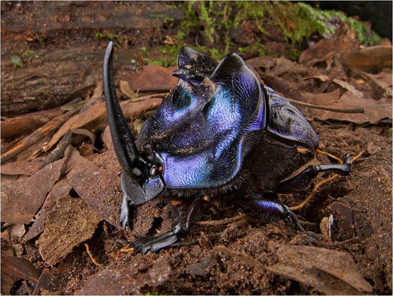 Photographed on the RAP Suriname expedition: Coprophanaeus lancifer is the largest dung beetle species in the Neotropics. While weaponry in most animal species is restricted to males, females of this species possess a long head horn which they use to battle with other females over carrion (animal carcasses). Males also use a long horn to fight over females. With an enormous thorax filled almost entirely with muscle, C. lancifer is incredibly strong. Where the species is common, it may bury an animal carcass as large as a pig in only a few days. Photo by © Trond Larsen.