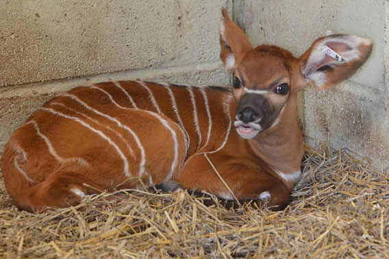 Baby bongo. Photo courtesy of ZSL Whipsande Zoo.