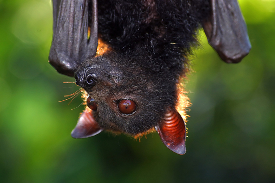 Pteropus vampyrus hanging in tree in Sierra Madre Natural Park, Philippines