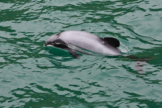 Hector's dolphin is the parent species of the subspecies Maui's dolphin. Both are only found in New Zealand. Photo by: Bigstock.