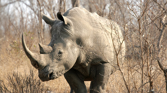 A white rhinoceros (Ceratotherium simum) roaming Kruger, which is also home to the more endangered black rhinoceros. Photo by: Bigstock.