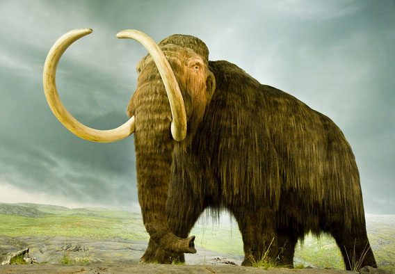 Woolly mammoth recreation in a museum