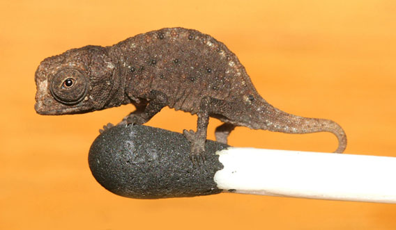 New species of super tiny chameleon from Madagascar: Juvenile Brookesia micra on match.