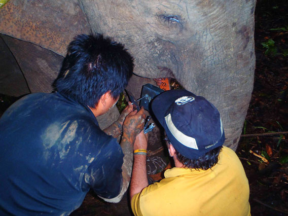 Dr Benoit Goossens fixing the weight to the belt of the satellite collar together with members of the Wildlife Rescue Unit. Photo courtesy of DGFC and HUTAN.