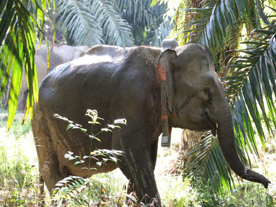 Bod Tai, after being collared in 2005 in the Kinabatangan, roaming in a palm oil plantation. Photo courtesy of Benoit Goossens.