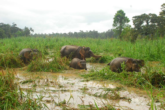 Putut (center) and her family, after being collared in October 2011. Photo courtesy of Benoit Goossens.